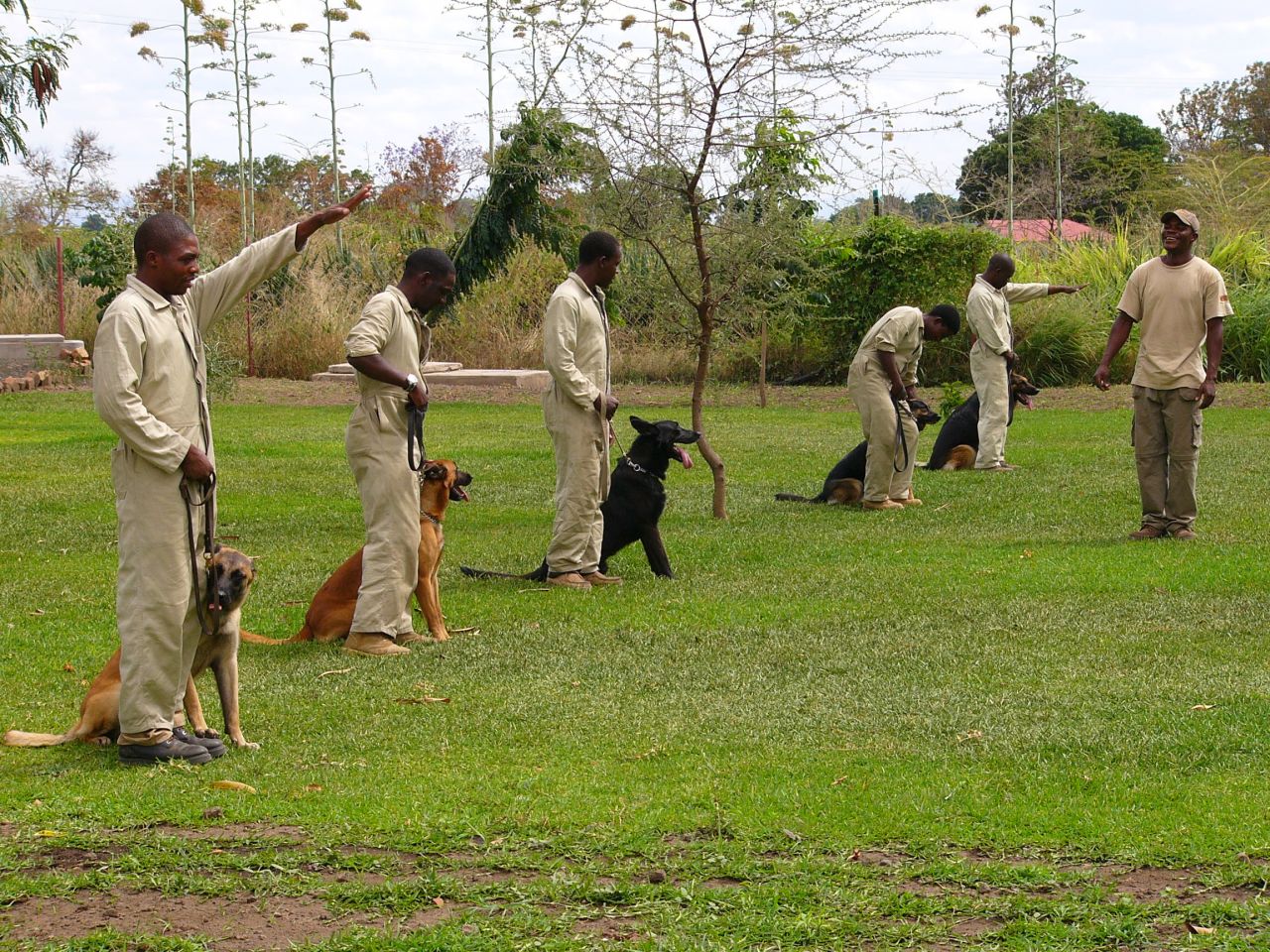 Handlers that demonstrated empathy for animals and a strong commitment to conservation were selected from the ranks of Kenya Wildlife Service and Tanzania's Wildlife Division to undergo training as part of AWF's Conservation Canine Program. Dogs first begin training with a dog toy, called a Kong, which has a neutral odor, before ivory is introduced. They then learn to detect small pieces of ivory, larger elephant tusks and even ivory dust. 