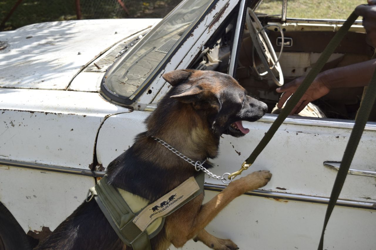 The dogs are taught to search cars, trucks, luggage and buildings. Whenever they detect ivory, they are trained to sit or lay down, which indicates to their handler that ivory has been found.