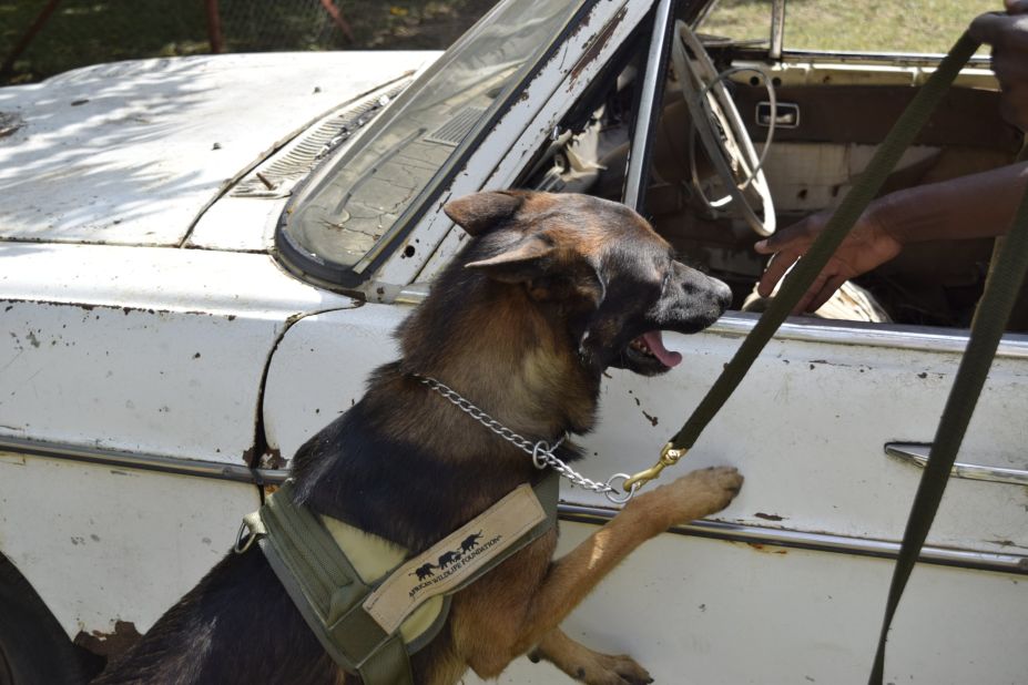The dogs are taught to search cars, trucks, luggage and buildings. Whenever they detect ivory, they are trained to sit or lay down, which indicates to their handler that ivory has been found.