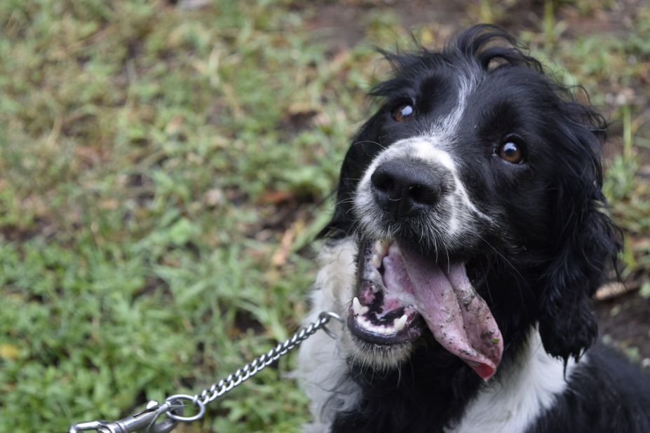 This is Asja, a very social springer spaniel from Hungary. Will Powell, the director of AWF's Conservation Canine Program, describes her as having an explosive energy. Powell says the AWF chooses breeds that have incredible drive and powers of concentration, and an ability to keep working under a variety of conditions. 
