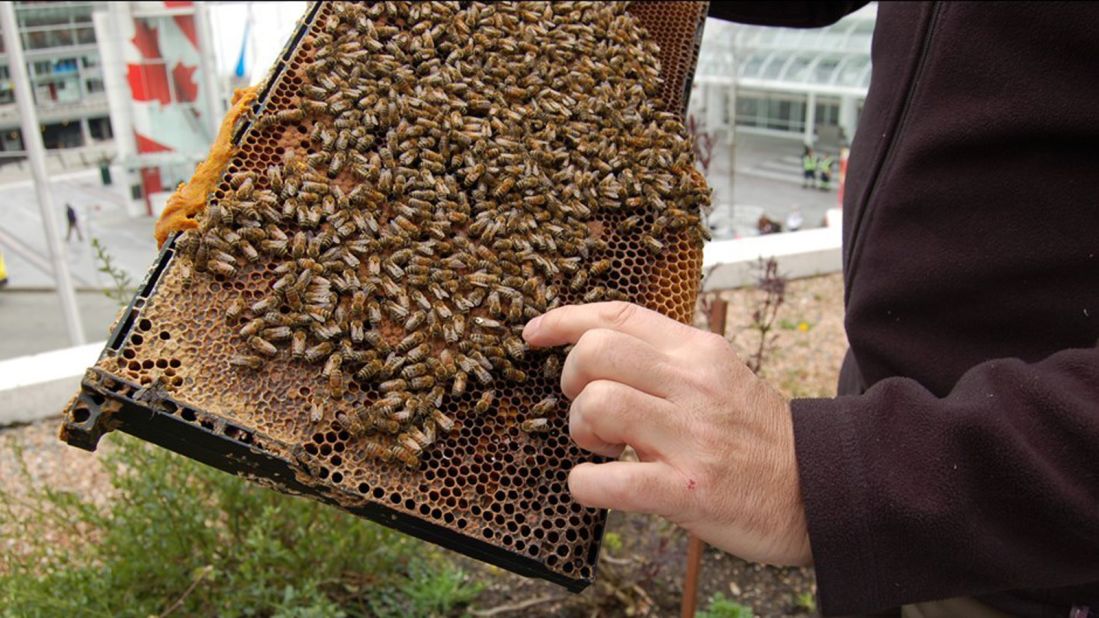 The Fairmont Waterfront hotel is a pioneer of in-house honeybee production. It's home to 500,000 resident honeybees who use its large third floor terrace herb garden as a base to forage over 26 square miles.