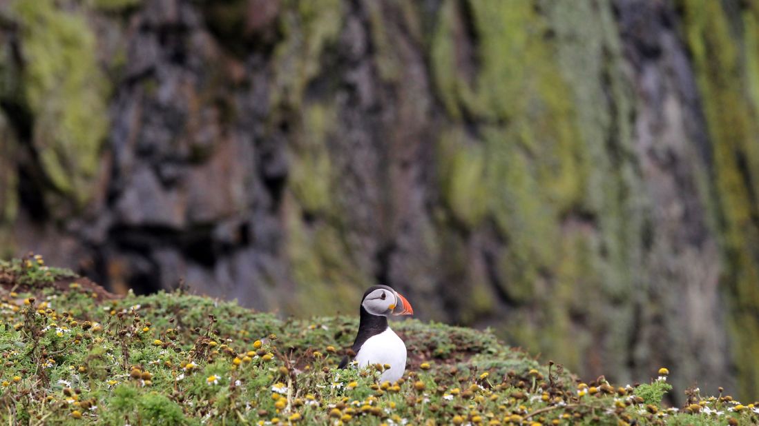 A Welsh island, Skomer's remote location off the tip of the Pembrokeshire peninsula makes it a haven for dolphin, porpoise and, occasionally, whales. Oh, and puffins.