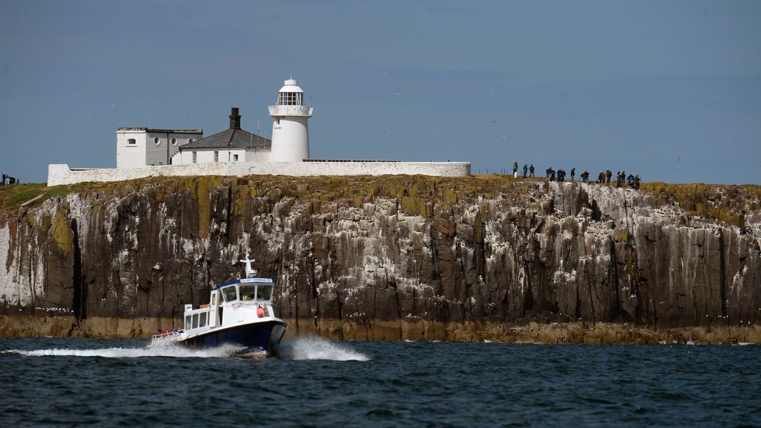 Puffin parade: Farne Islands