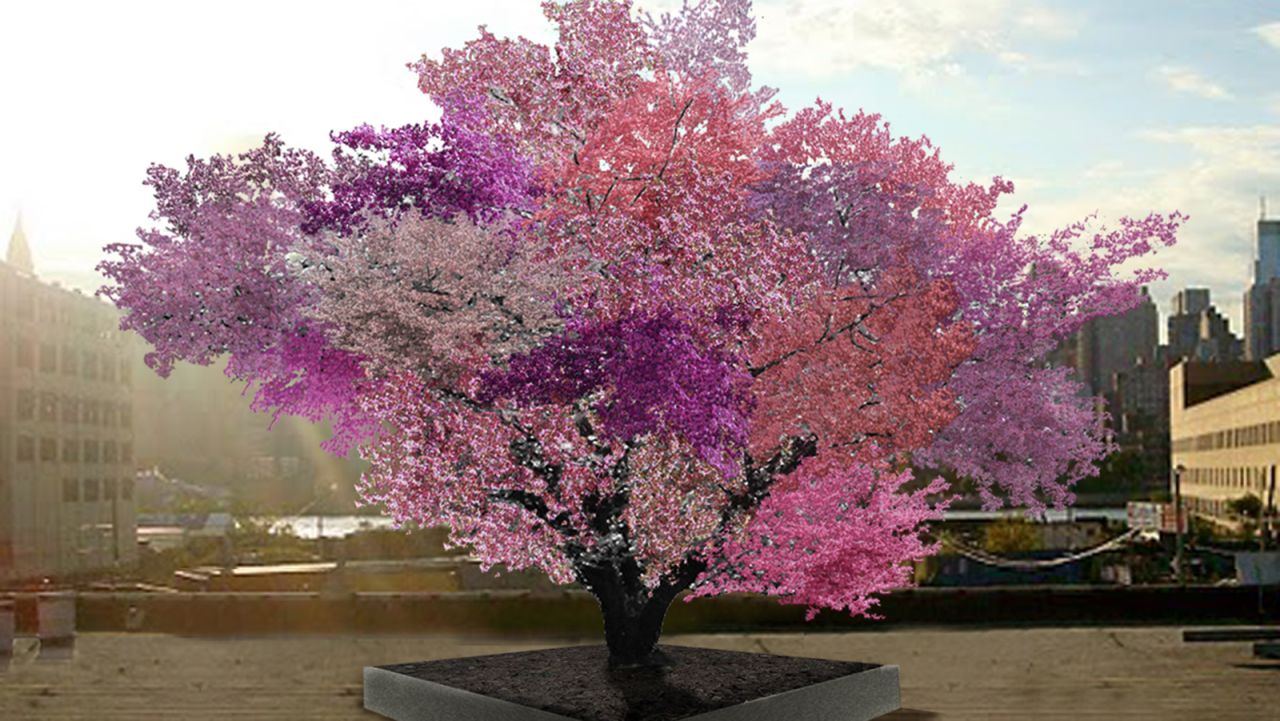 Sam Van Aken created the Tree of 40 Fruit by grafting buds from various stone fruit trees onto the branches of a single tree, making it capable of producing multiple types of fruit. This is an artist rendering of what a 10-year-old tree would look like in full bloom. Click through to find out more.