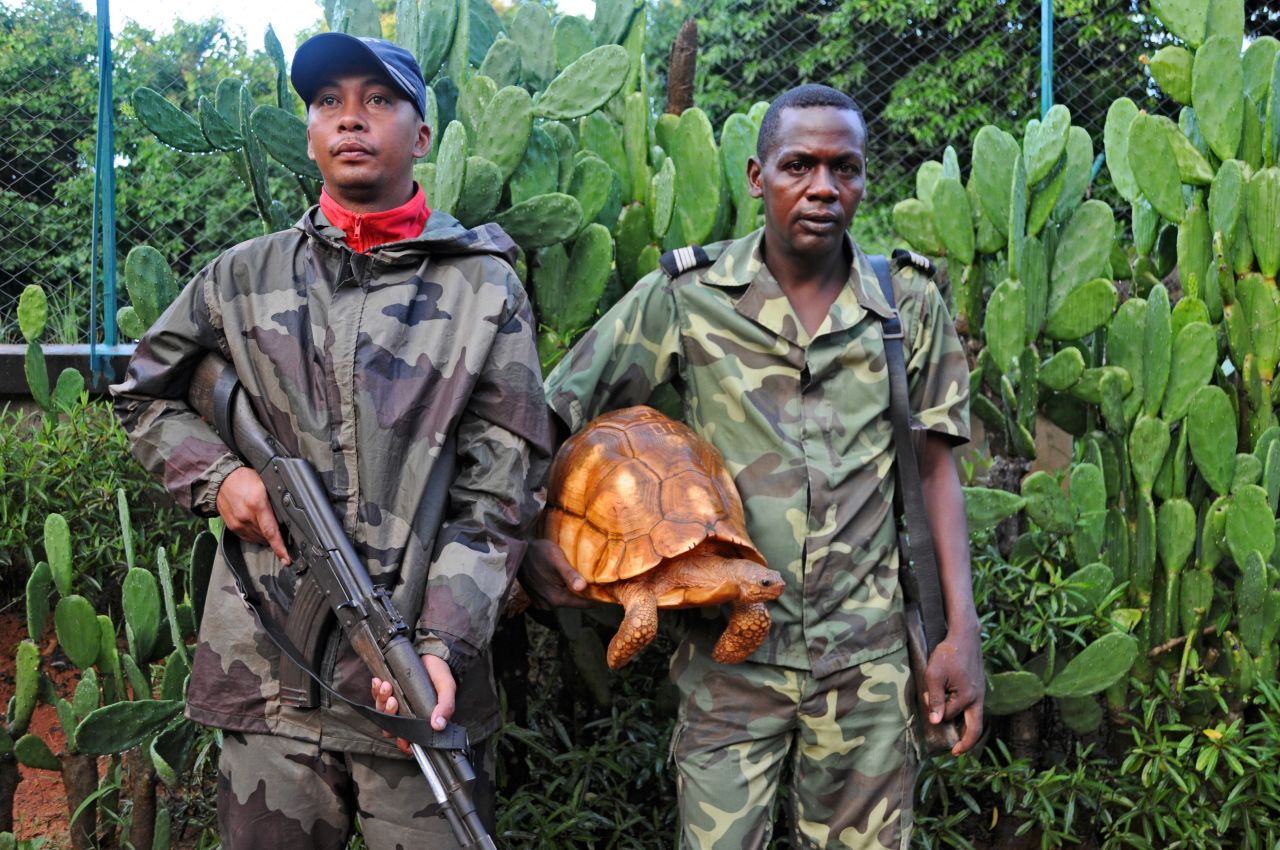 The animals, which can sell for up to $50,000 on the black market, are extremely rare. As such, conservation breeding facilities have to take extreme measures to protect those that remain, such as keep them under constant armed guard.