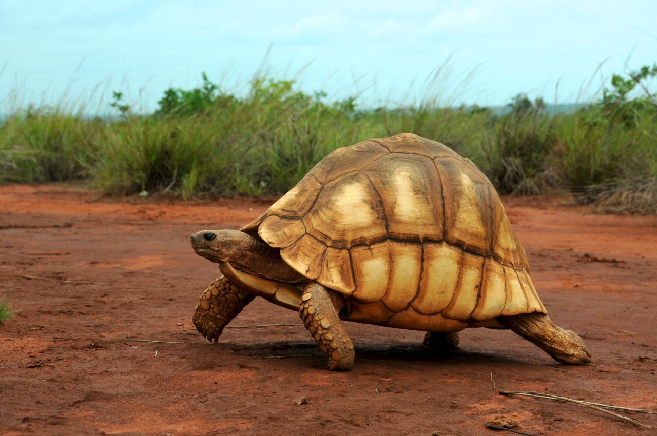 The golden color and high arch of the shell make the ploughshare a hot commodity on the black market, especially in Asia.
