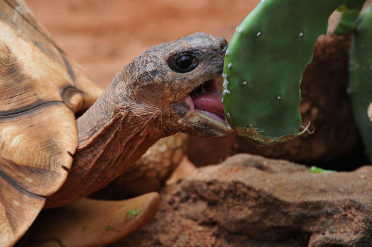 The process of carving into the tortoises' shells is not too invasive, according to conservationists, as the keratin is thick enough to withstand the procedure.