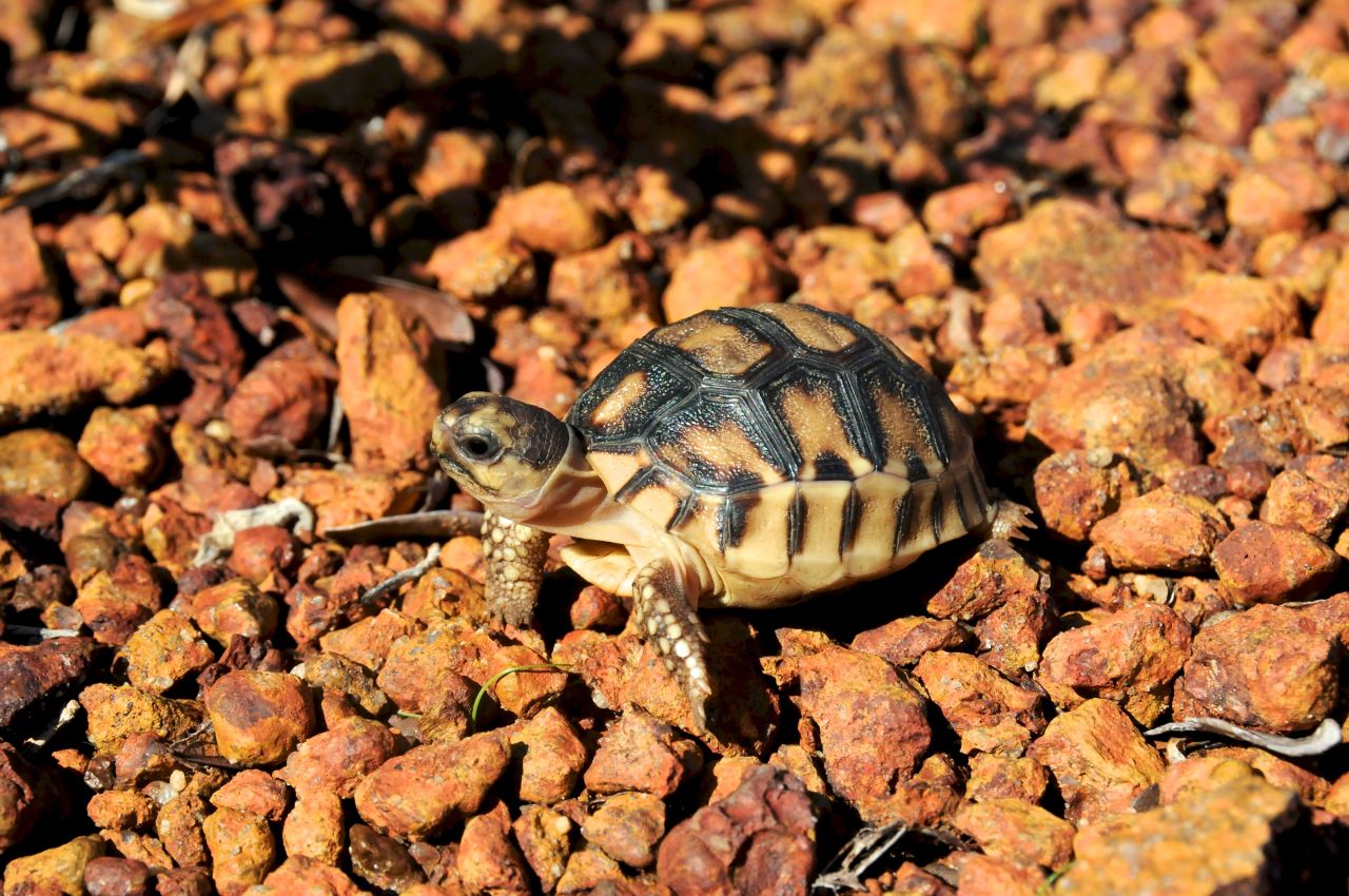 The ploughshare tortoise is the world's most endangered tortoise. Experts estimate there are likely fewer than 200 left in the wild.