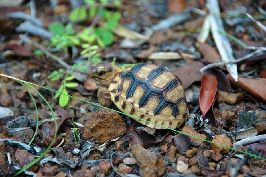 But for young tortoises and hatchlings (the easiest targets for poachers), carving into the shell would be a painful procedure. As a result, conservationists are looking into tattooing these animals instead. 