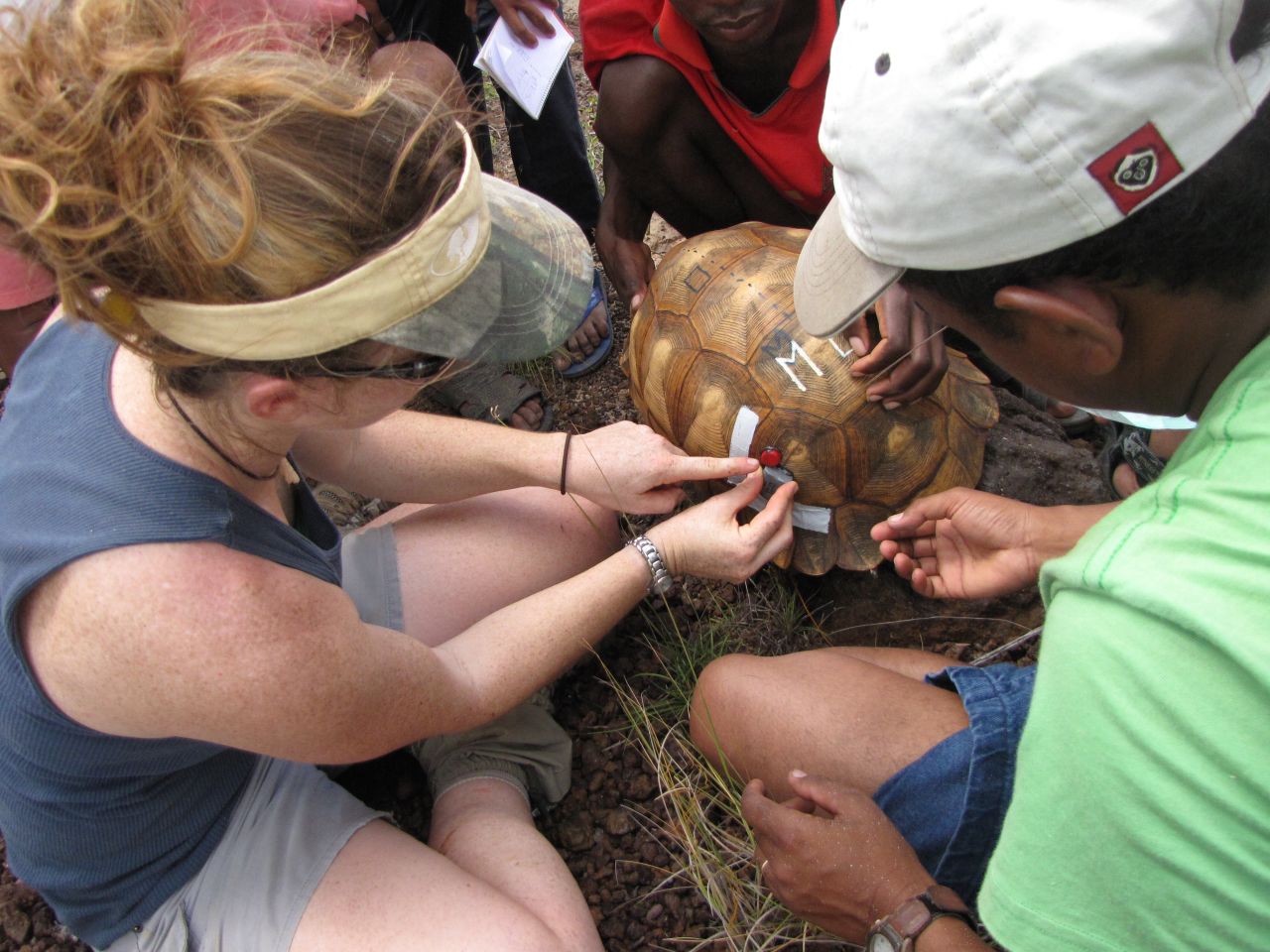 Estimates for the number left in the wild vary due to the fact that it's hard to put human tracers on them. Here, scientists from the Turtle Conservancy in Madagascar attach a radio transmitter to an adult ploughshare tortoise in the wild.