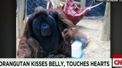 orangutan.kisses.pregnant.mothers.stomach.moos.dnt.erin_00001906.jpg