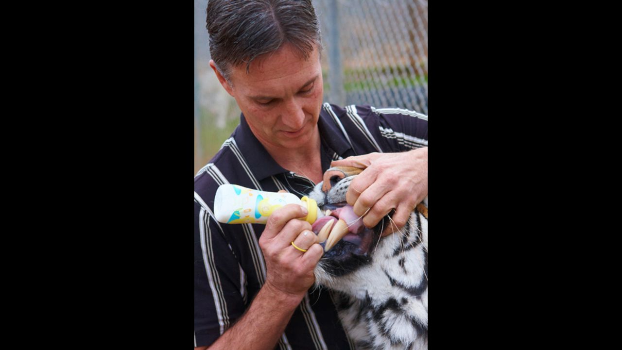 Tim Gress, 52, feeds Kali, a Bengal tiger, at the Augusta Conservation Education sanctuary in Augusta, Georgia, U.S. He rescued the big cat 15 years ago from a breeder who abandoned its mother in unsanitary conditions. 