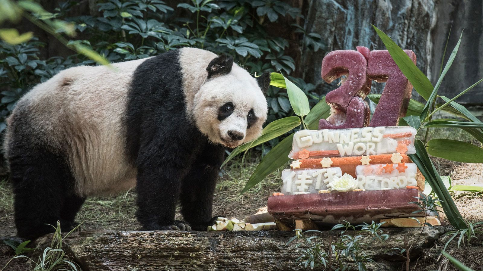 biggest panda in the world