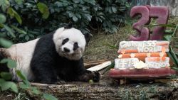 oldest giant panda jia jia