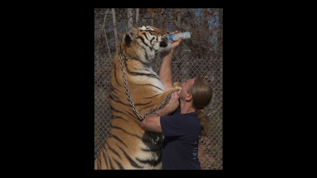 Gress says: "There are always going to be tigers in captivity in the U.S. You're never going to stop it. There are too many that they don't even know exist." Gress opened his sanctuary about 22 years ago while working full time as an electrician. 