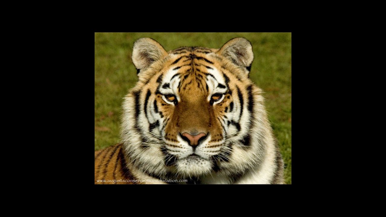 Kali, pictured here, was taken in by the Big Cat Rescue sanctuary in Tampa, Florida, founded by Carole Baskin. 