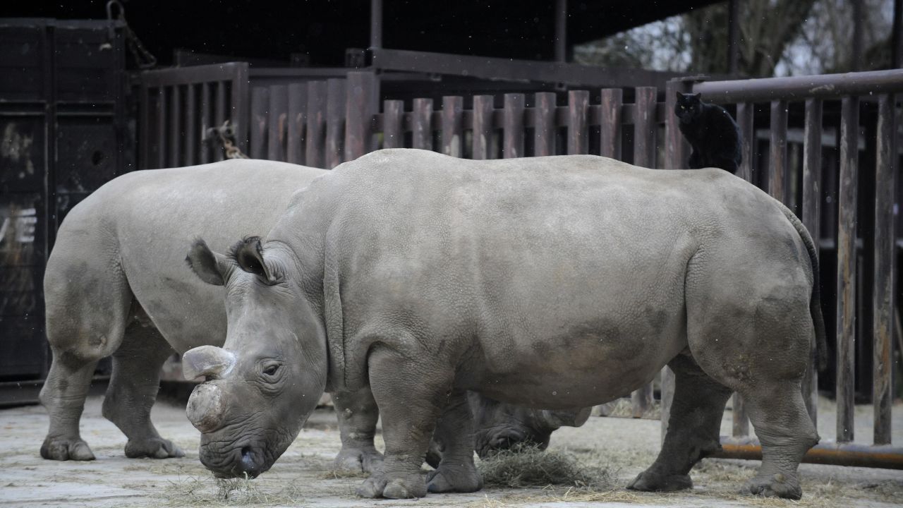 Northern White Rhino