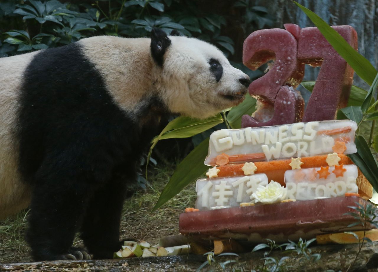 Giant panda Jia Jia, who turned 37 on Tuesday, July 28, 2015, became the world's oldest living panda in captivity. 