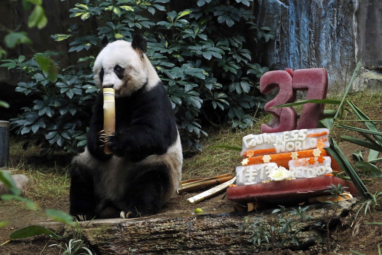 The giant panda was given a birthday "ice cake" that consisted of a block of ice with grenadine and mint syrup and an apple inside. The scents of the syrups are used to stimulate Jia Jia's strongest functioning sense, her sense of smell.