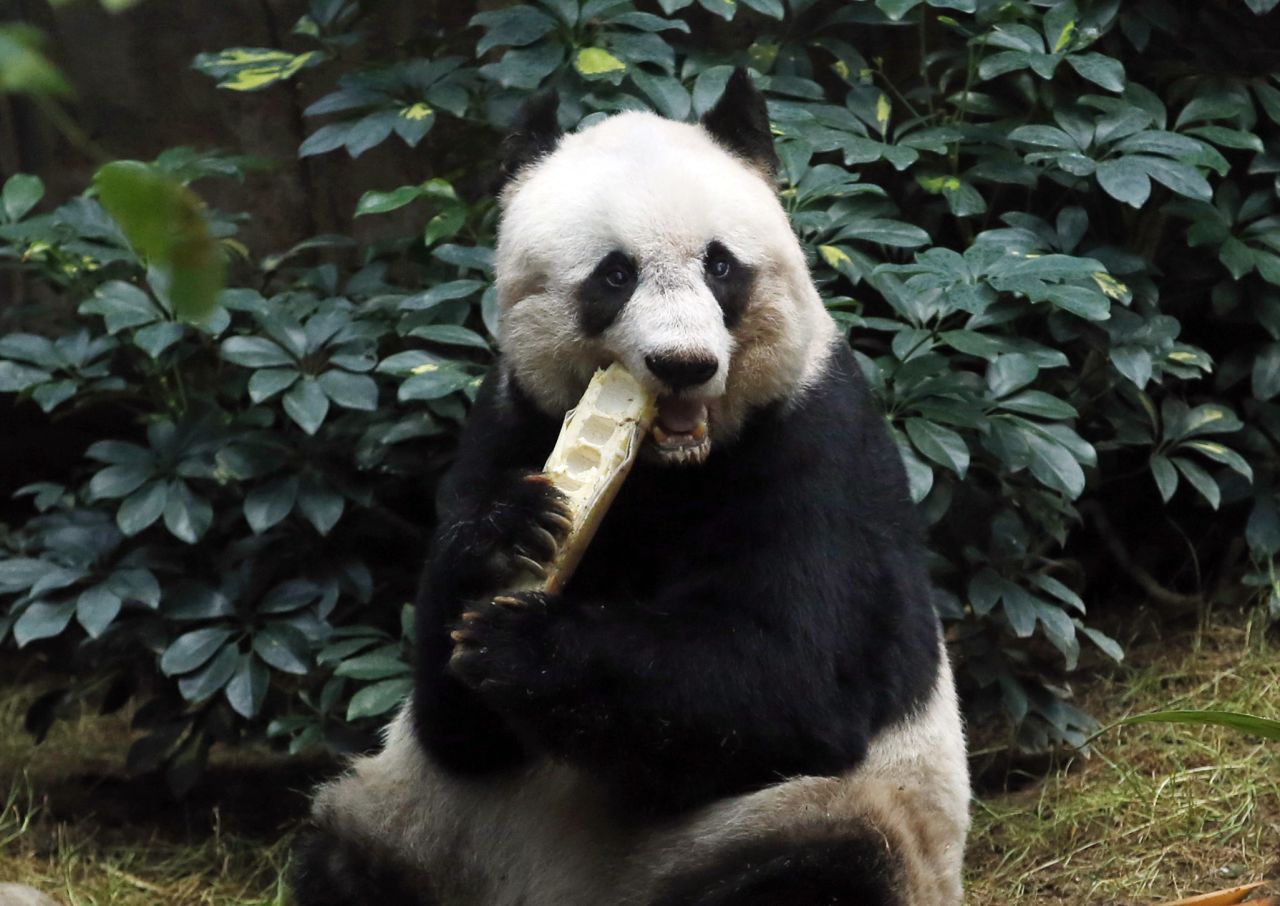 JIa Jia's age is equivalent to about 100 in human years. Although her sight and hearing have deteriorated and she's given medication for high blood pressure, she's in relatively good shape, her carers say. The average panda life expectancy is 25 years. 