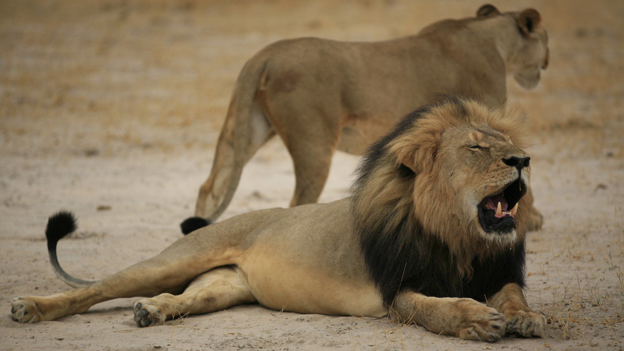 Lions roar when the weather's right, new study in Zimbabwe shows