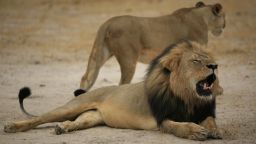 This handout picture taken on October 21, 2012 and released on July 28, 2015 by the Zimbabwe National Parks agency shows a much-loved Zimbabwean lion called "Cecil" which was allegedly killed by an American tourist on a hunt using a bow and arrow, the Zimbabwe Conservation Task Force charity accused on July 15, 2015, adding that the animal had taken 40 hours to die. The lion, which was a popular attraction among visitors to the Hwange National Park, was tempted outside the park using bait and then shot earlier this month.
