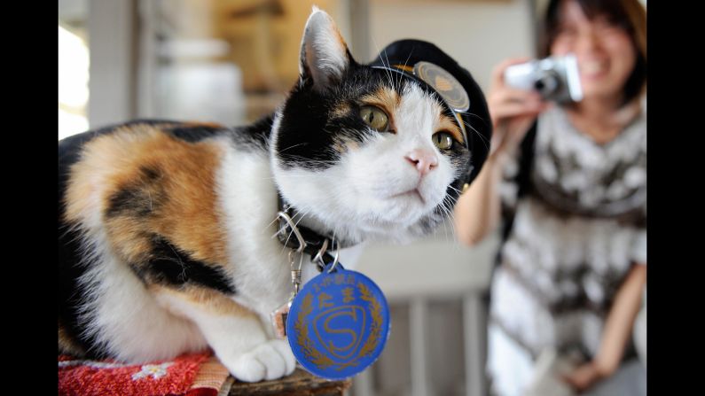 Tama, a Japanese cat, became celebrated as the friendly stationmaster of the Kishi rail station in Kinokawa -- part of a railway line that she helped save from shutting down, thanks to her popularity, which brought in millions of dollars. Tama died June 22. She was 16. Her funeral <a href="index.php?page=&url=http%3A%2F%2Fwww.theguardian.com%2Fworld%2F2015%2Fjun%2F29%2Ftama-the-cat-3000-attend-elaborate-funeral-for-japans-feline-stationmaster" target="_blank" target="_blank">was attended by 3,000 people</a>.