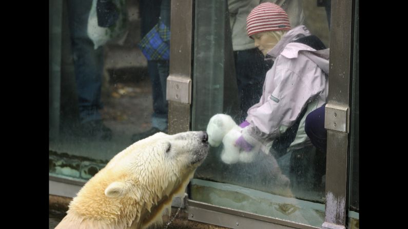 Knut the polar bear was a star at the Berlin Zoo despite a rough start in life. As a cub, he was abandoned by his mother, but a zookeeper hand-raised him to adulthood. <a href="index.php?page=&url=http%3A%2F%2Fwww.cnn.com%2F2011%2FWORLD%2Feurope%2F03%2F21%2Fgermany.knut.dies%2F">His death of encephalitis in 2011</a>, when he was 4, shocked fans. "Knut was something very special," said a zoo board member. Knut isn't the first animal to become a cause celebre for just being himself. 