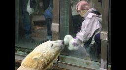 Picture taken on October 19, 2010 shows polar bear Knut interacting with six-year-old visitor Nane and her cushy polar bear "Knut" at the Zoologischer Garten zoo in Berlin. Mourning over Berlin Zoo's superstar polar bear Knut, who died suddenly aged just four on March 19, 2011, is slowly but surely being replaced with a growing wave of anger -- and confusion. Fans of Knut, who shot to nothing short of global fame as an ueber-cute cub in 2007, are planning a demonstration in protest at plans for his body to be stuffed and put on display at Berlin's Natural History Museum.