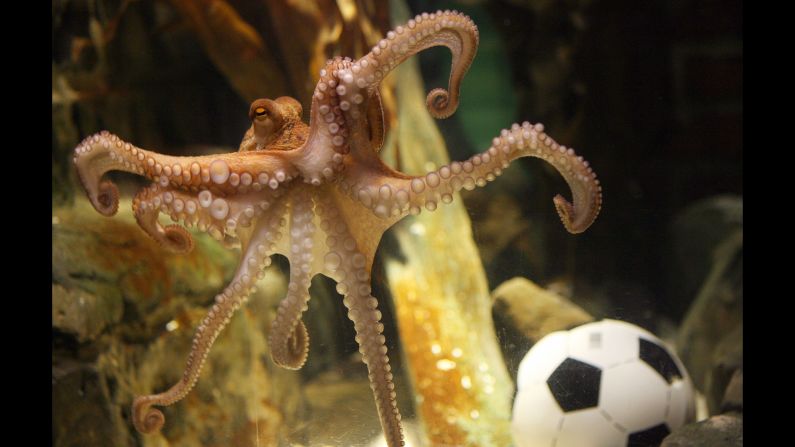 It's not often that an octopus becomes widely admired, but when you can pick World Cup winners, you can write your own ticket. Paul the octopus, a resident of the Sea Life Centre in Oberhausen, Germany, correctly predicted the winner of every German match in the 2010 World Cup -- and then <a href="index.php?page=&url=http%3A%2F%2Fwww.cnn.com%2F2010%2FWORLD%2Feurope%2F07%2F13%2Fgermany.paul.the.octopus%2F">nailed the final, too</a>. He <a href="index.php?page=&url=http%3A%2F%2Fedition.cnn.com%2F2010%2FSPORT%2F10%2F26%2Fgermany.paul.octopus.death%2F">died of natural causes</a> a few months later. 