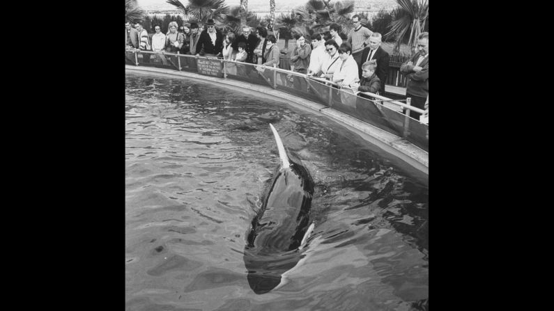 SeaWorld's Shamu, the first orca to survive for more than a year in captivity, became a celebrated attraction at the San Diego park -- so much so that other orcas have been named Shamu. The orcas' life has not been without controversy; one named Tilikum killed a trainer in 2010, an event examined in <a href="index.php?page=&url=http%3A%2F%2Fwww.cnn.com%2Fspecials%2Fus%2Fcnn-films-blackfish%2F">the CNN documentary "Blackfish." </a>