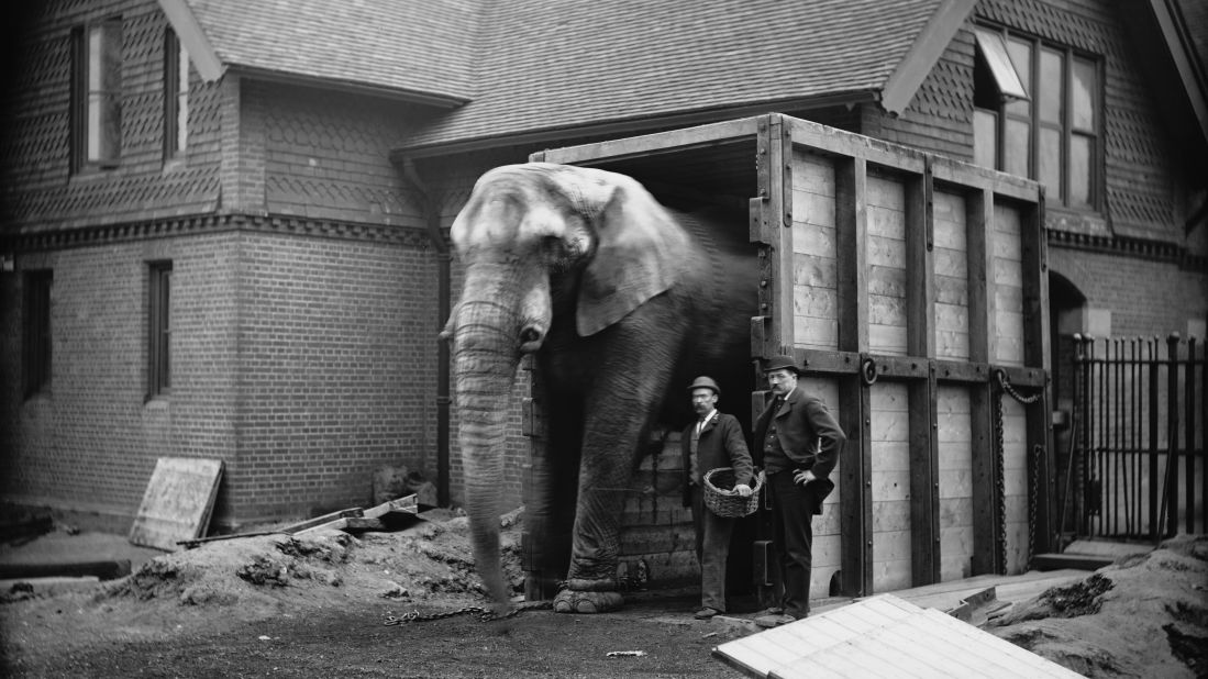 Jumbo the elephant was among the most famous beasts of the 19th century, so popular that his name became synonymous with bigness. After being captured in India and spending a few years in Europe, the elephant was purchased by P.T. Barnum and became the centerpiece of Barnum's circus. He died in a train accident in 1885. "Long after his life was extinct," <a href="http://www.theguardian.com/global/2013/nov/07/jumbo-the-elephant-goes-large" target="_blank" target="_blank">The New York Times reported</a>, "his keeper, who brought him from the Zoological Gardens in London, laid on his body and wept."