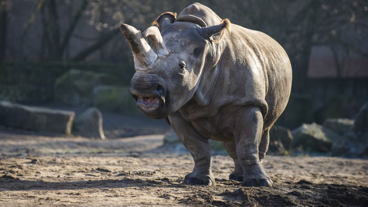 In December 2013, the northern white rhino Nabire walks around in her enclosure at a zoo in Dvur Kralove, Czech Republic. Nabire died of a ruptured cyst in July 2015, leaving only a few northern white rhinos left in the world.