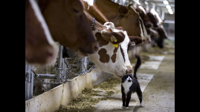 Cows nuzzle a cat as they wait to be milked at a farm in Granby, Quebec, on Sunday, July 26.