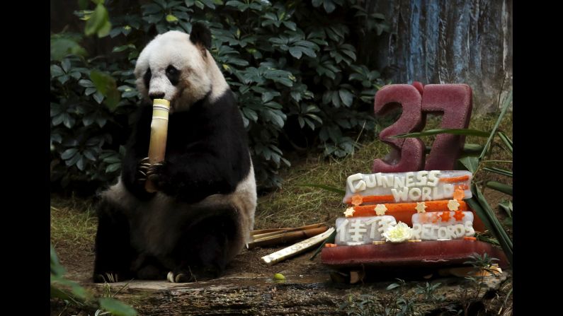 Jia Jia, the oldest giant panda living in captivity, eats beside a birthday cake of ice and vegetables as she celebrates her 37th birthday Tuesday, July 28, at Ocean Park Hong Kong.