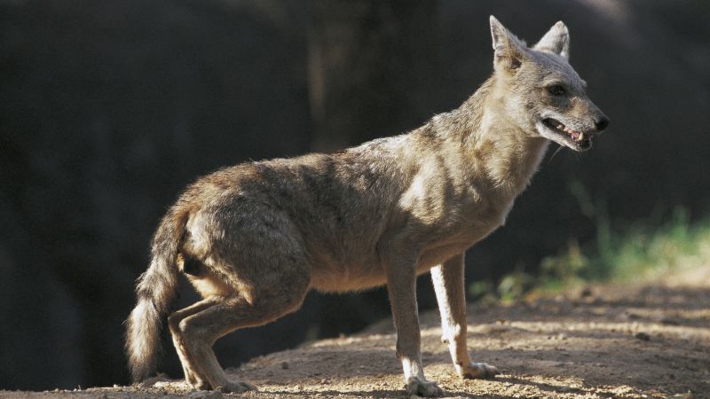 On closer look, researchers propose new species: African golden wolf