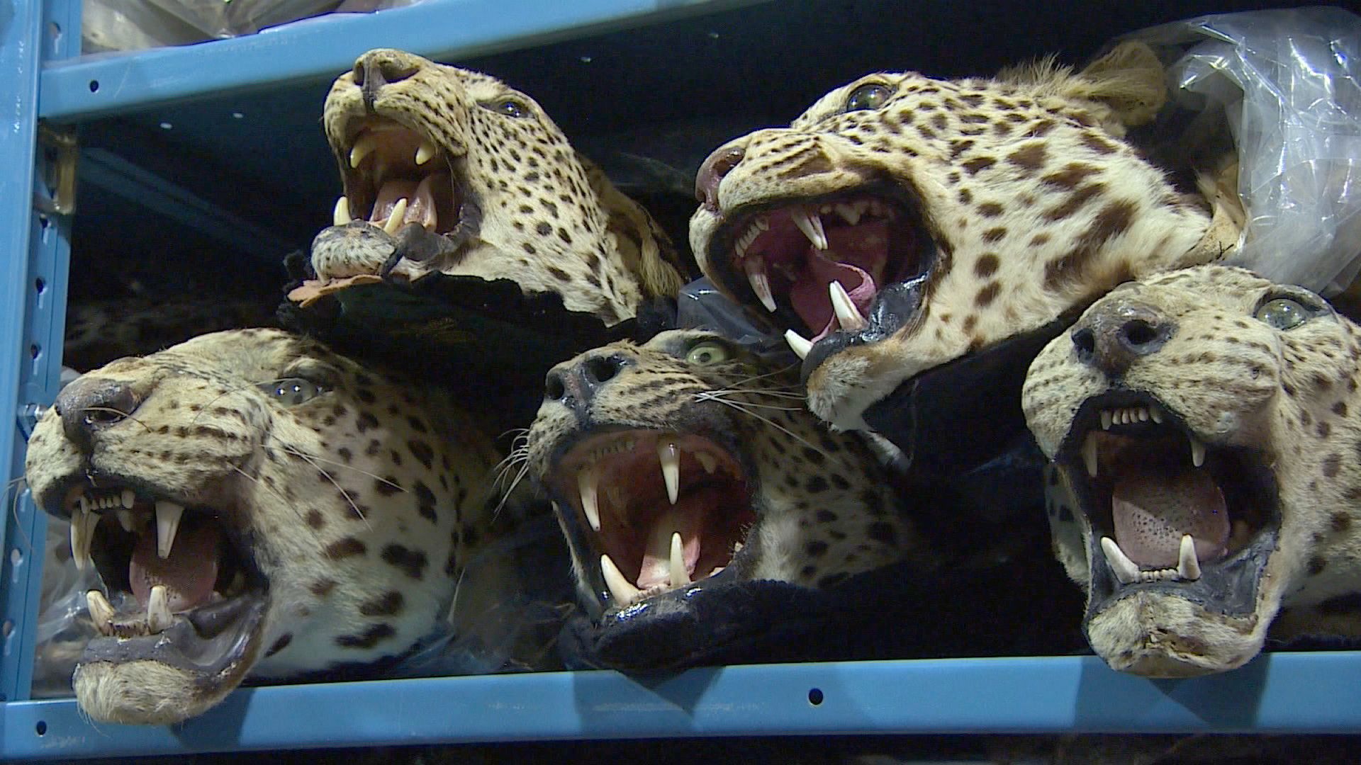 Gov. warehouse holds illegally trafficked wildlife | CNN