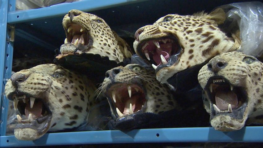 Recovered animal heads at the Wildlife Repository for the U.S. Fish and Wildlife Service in Denver, Colo. on June 4, 2015.