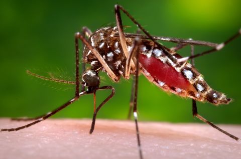 Dengue virus is carried by the Aedes aegypti mosquito, the same type that can spread Zika virus. A bite from a mosquito harboring the virus can result in headaches, rashes and severe joint pains. In serious cases, it can cause internal bleeding and death.