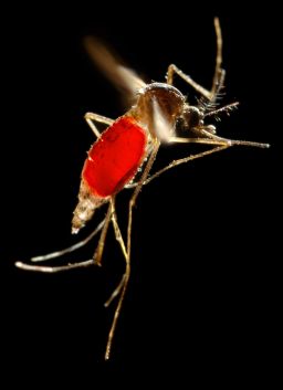 The Aedes mosquito is an aggressive biter, especially during the day.