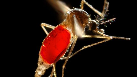 The Aedes mosquito is an aggressive biter, especially during the day.