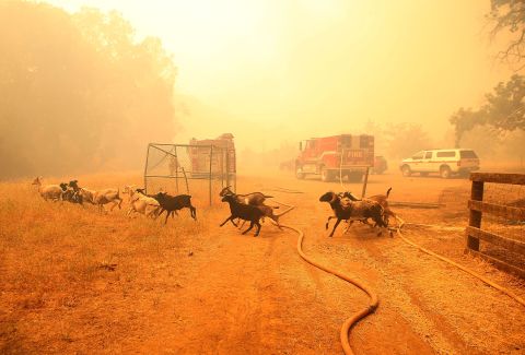 As the Rocky Fire approaches, goats run from their pen after firefighters freed them on July 31.