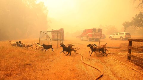 As the Rocky Fire approaches, goats run from their pen after firefighters freed them on July 31.