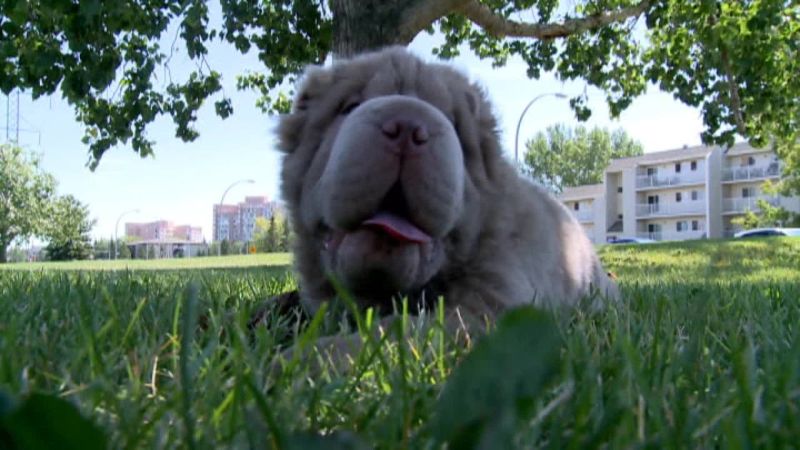 Shar pei outlet tonkey