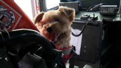 barnacle coast guard dog wi dnt_00013824.jpg