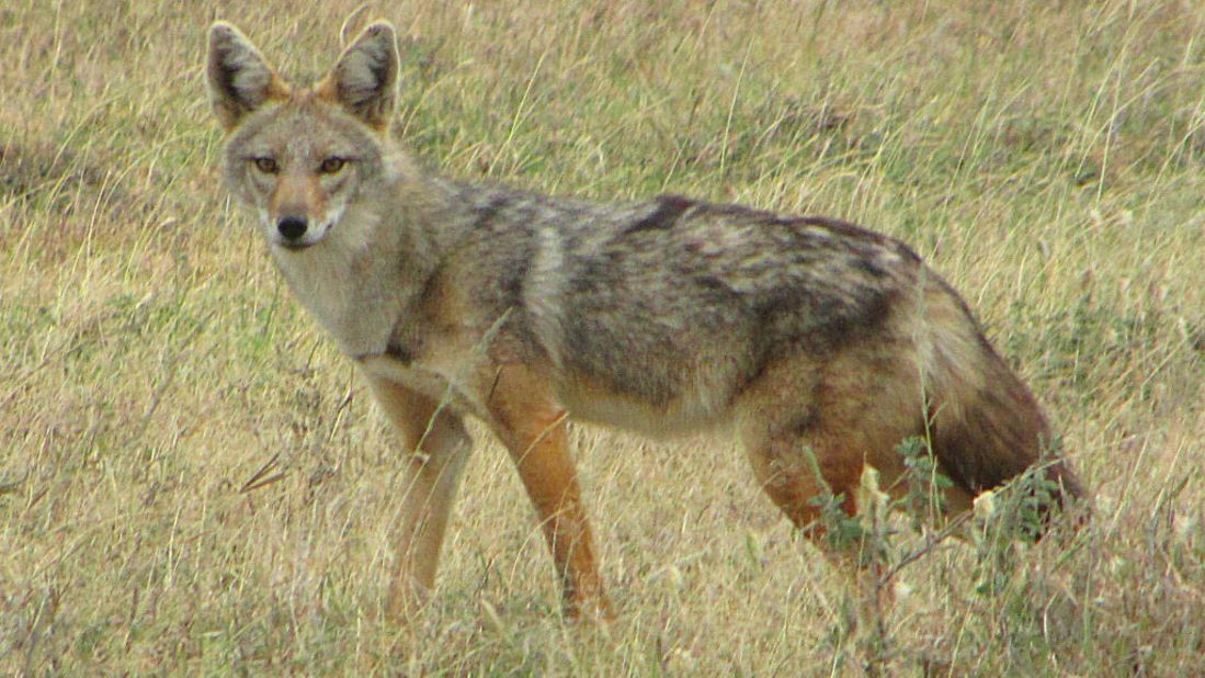 Researchers say this animal, which is found in Africa, is a different species from the golden jackal, Canis aureus. They <a href="http://www.cnn.com/2015/08/01/world/african-golden-wolf-feat/index.html">propose renaming</a> it the African golden wolf, or Canis anthus. 