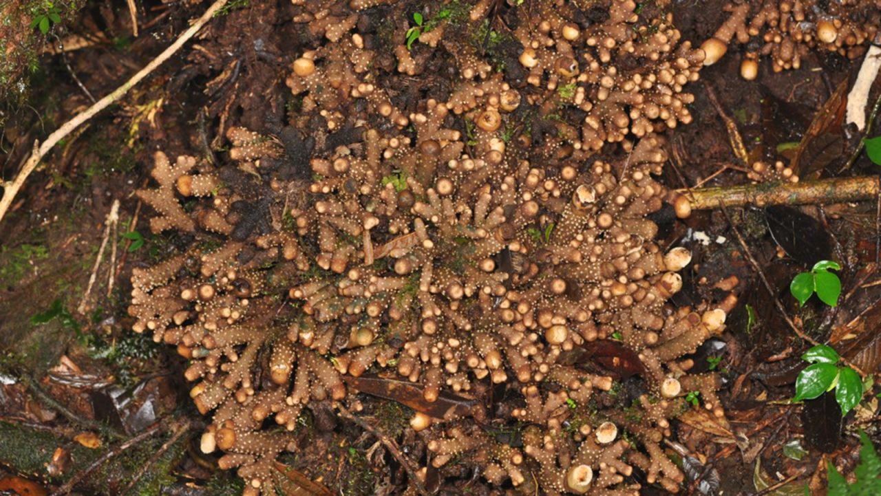 The parasitic coral plant, which has only been found in the forest areas of the Philippines' Mount Mingan, was named for its coral-like appearance. Unlike most plants, this one does not produce its own nutrition through photosynthesis. Instead, it draws from other organisms.