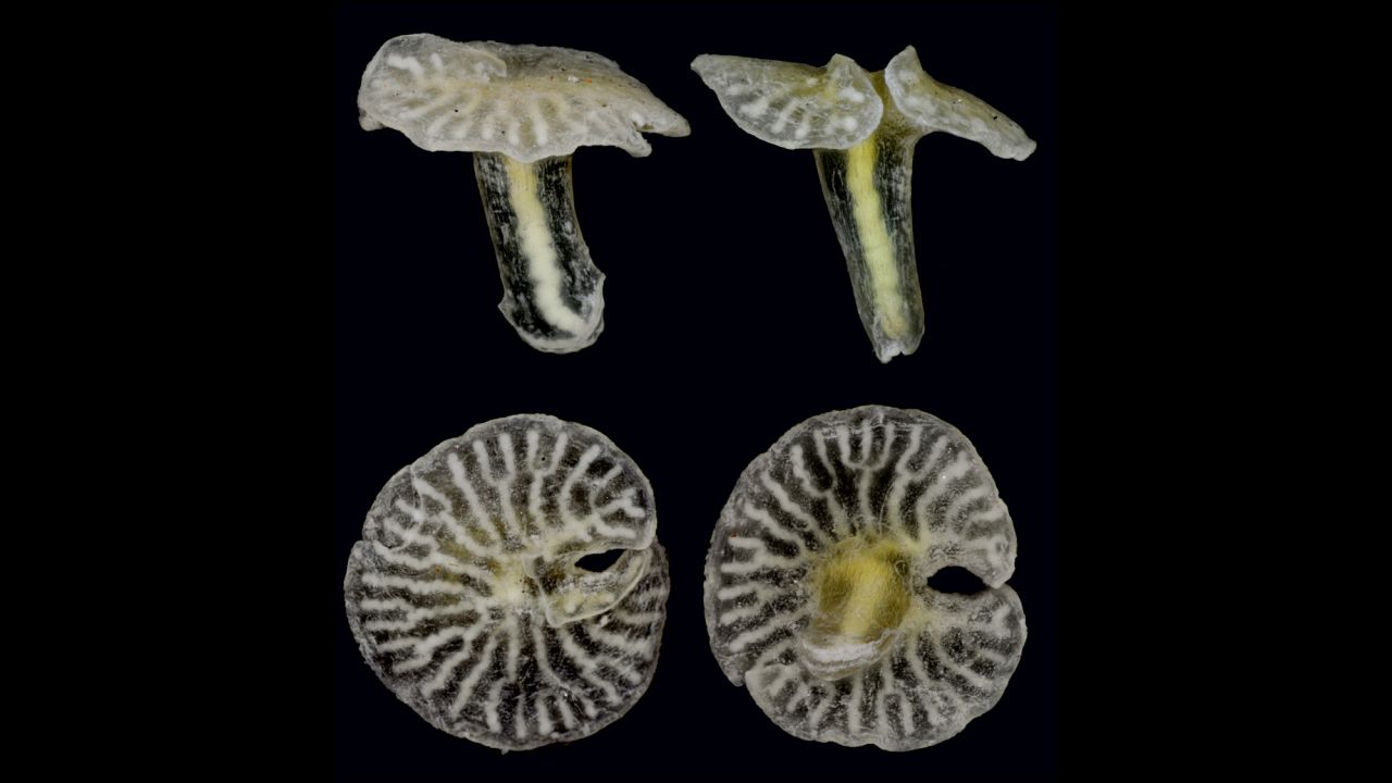 It might look like a strange mushroom, but scientists are certain that this is an animal. Further classification is still up for debate. The X-phyla  could be related to various existing sea animals such as jellyfish and coral, or it could be in a phylum all its own. This was found on the sea floor off the coast of Australia.