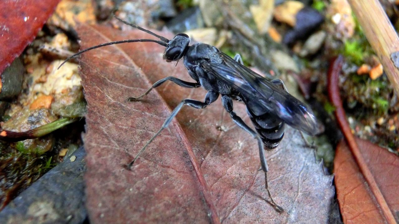 The bone-house wasp, discovered in China's Gutianshan National Nature Reserve, has an appropriately creepy name. To protect her young, the female bone-house wasp build nests with several cells. She then proceeds to kill spiders and place them in each cell for her future young to eat. After she lays an egg in a spider tomb, she seals it and continues onto the next one. She fills the final cell with dead ants, whose corpses emit chemicals that camouflage the nest. 