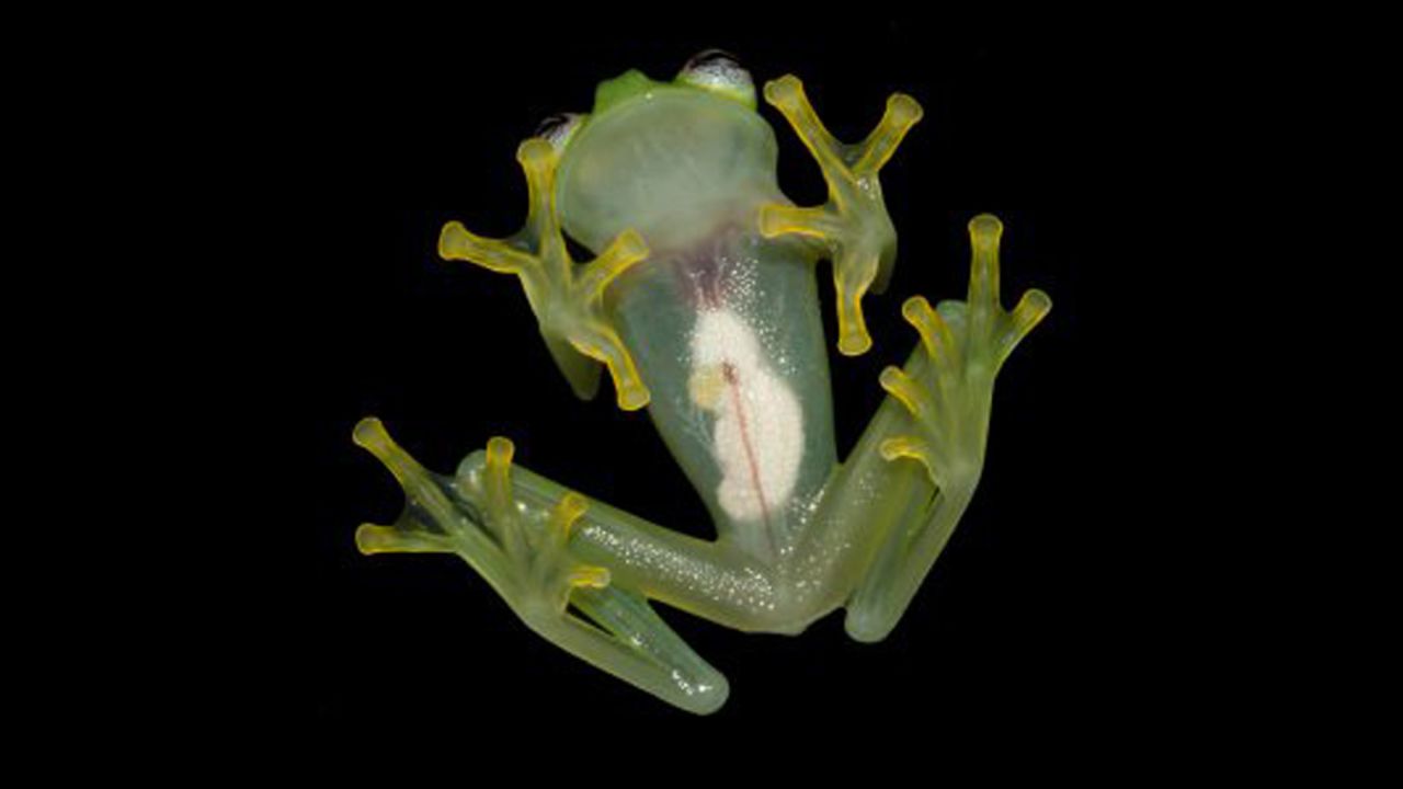 The Costa Rican Amphibian Research Center announced <a href="http://www.cnn.com/2015/04/21/living/feat-new-frog-looks-like-kermit/">a newly discovered species of glassfrog</a>, Hyalinobatrachium dianae, from the Caribbean slopes of Costa Rica. The authors distinguished H. dianae from other glassfrogs due to its unique combination of morphological characteristics, its mating call, and genetic differences. The last time a new glassfrog was discovered in Costa Rica was in 1973.
